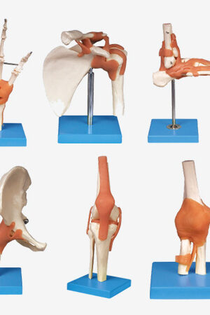 หุ่นจำลองแสดงข้อต่อต่างๆ ของร่างกาย General Doctor GD/A11209
