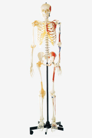 หุ่นจำลองโครงสร้างกระดูกของมนุษย์ General Doctor GD/A11102