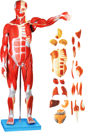 หุ่นจำลองกล้ามเนื้อแบบเต็มตัว แยกชิ้นส่วนได้ General Doctor GD/A11301